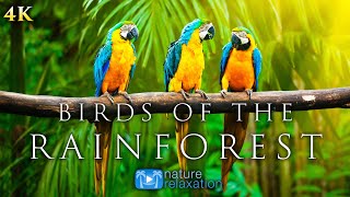 4K Breathtaking Colorful Birds of the Rainforest  1HR Wildlife Nature Film  Jungle Sounds in UHD [upl. by Ecirted498]