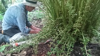 ¿cómo es un cultivo de cardamomo [upl. by True332]