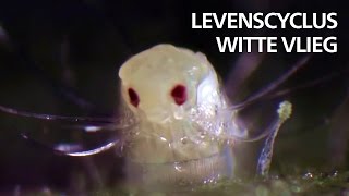 Levenscyclus van witte vlieg [upl. by Aitnas]