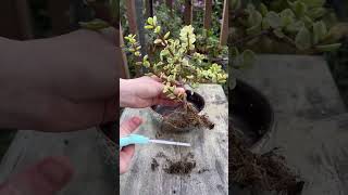 How to bonsai Variegated Portulacaria afra [upl. by Accalia]