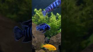 Chindongo Demasoni 🌿🐟 demasonicichlid demasoni malavicichlid cichlid aquascaping aquarium [upl. by Eislek]