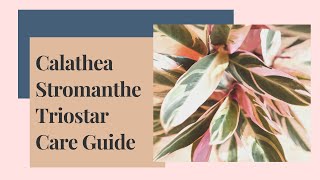 Calathea Stromanthe Triostar Care Guide And Propagation [upl. by Nalyak805]