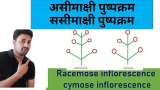 Racemose and cymose inflorescence in hindi  असीमाक्षी और ससीमाक्षी पुष्पक्रम में अंतर समझिये [upl. by Leonora810]