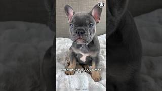 French Bulldog 🐶 Small But Mighty [upl. by Nosreip]