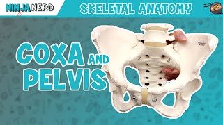 Muscles of the Lower Limb  Anatomy Model [upl. by Fortin872]