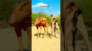 Bull amp Cow Camel camels desertsafari viewsviral الجمال جمال wildanimals ytshorts desert [upl. by Nerraw]