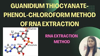 Guanidium thiocyanate PhenolChloroform method of RNA Extraction [upl. by Asiek522]