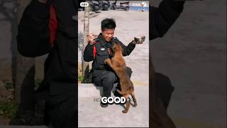 Stray Dog Walked Into Police Station And Got A Job ❤️dog doglover animalshorts [upl. by Epner]