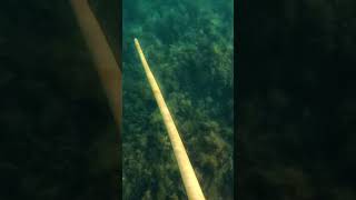 Spearfishing uk spearfishing polespear [upl. by Yeung757]