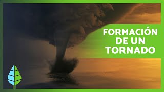 ¿Cómo se FORMA un TORNADO 🌪️  Definición Formación y Cómo Sobrevivir a un Tornado ✅ [upl. by Auberon]