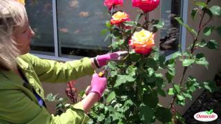 Garden Tutorial Summer Rose Pruning [upl. by Mirabelle611]