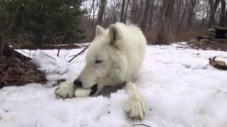 Arctic Wolf Atka Eats An EggEventually [upl. by Oirromed]