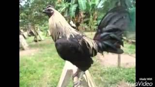 Top Strong Gamefowl Breeds [upl. by Westland]