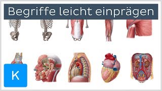 Wie man sich anatomische Begriffe leicht einprägt  Anatomie des Menschen  Kenhub [upl. by Sellihca]