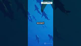 Incredible Facts About Sharks [upl. by Kleinstein51]