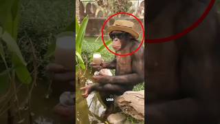 El mono más Fachero del Mundo 🐵😎 [upl. by Nirrek806]