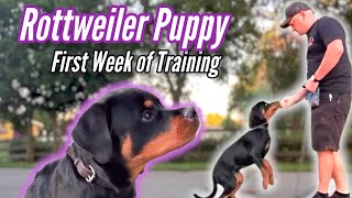 Best Rottweiler Puppy Training  1st Week of Training [upl. by Land]