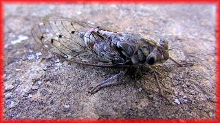 Cicadas sound in Provence Chant des cigales en Provence France HD videoturysta [upl. by Sally]