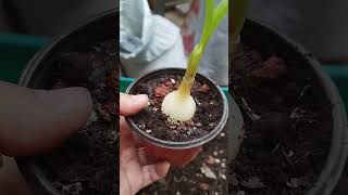 Salvando albuca bracteata Pt2 abundancia plantas clorosis [upl. by Eednas]