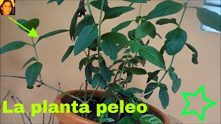 La planta poleo [upl. by Essile]