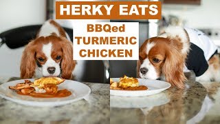 BBQed TURMERIC CHICKEN RECIPE FOR DOGS  Herky Eats [upl. by Ajat382]