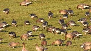 Pinkfooted Geese  Dunfermline  Jan 2024 [upl. by Engamrahc]