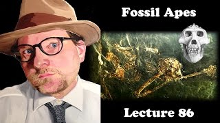 Lecture 86 Fossil Apes [upl. by Gmur916]