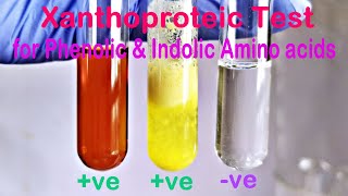 NutrEval Test Interpretation Amino Acids [upl. by Apps]