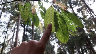 Cascara Rhamnus or Frangula purshiana [upl. by Siloum]