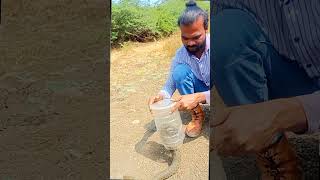 Checkered keelback snake Acting like a cobra snake see bite position [upl. by Earal]