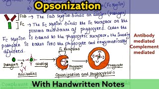 Opsonization  Mechanism  Types [upl. by Kirred]