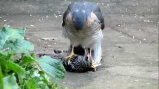 Sparrowhawk plucking live Starling pt1 [upl. by Airemahs488]