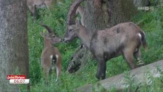 Wie viel Jagd braucht die Natur ORF Guten Morgen Österreich [upl. by Blodget]