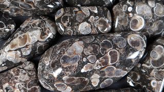 Turritella Agate  Rocks in a Box 51 [upl. by Giustino]