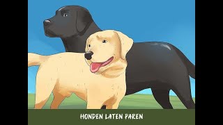 Honden laten paren [upl. by Attirehs]