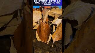 How to care for Isopods isopods dairycows [upl. by Hurwit]