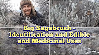 Big Sagebrush  Identification Description and Some Edible and Medicinal Uses [upl. by Thanh]