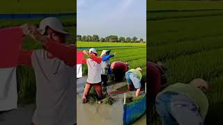 PETANI BOJONG MELATI MENGIBARKAN BENDERA MERAH PUTIH DI SAWAH indramayuviral indramayubermartabat [upl. by Anaylil529]