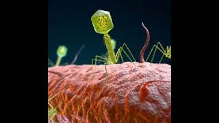 How Bacteriophage T4 attacking on Ecoli [upl. by Eartnoed345]