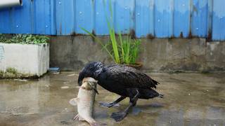 How fast do cormorants eat fish [upl. by Zebaj]