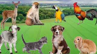 Cute Little Animals  Dogs Cats Chickens Monkeys Rabbits Parrots  Animal Adventure [upl. by Amandie]