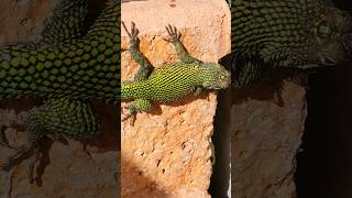 Green spiny lizard 🇨🇷 Costa Rica [upl. by Wallinga]