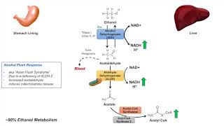 Ethanol Absorption and Metabolism  Alcohol Metabolism Pathway [upl. by Eelatan]