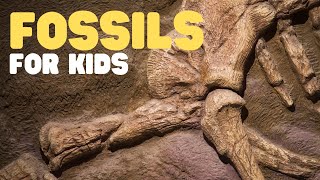 Fossils for Kids  Learn all about how fossils are formed the types of fossils and more [upl. by Milstone]