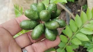 Cambucá mirtilo Emerald fruta do milagre grumixama Cambuci siriguela acerola Okinawa cajá dovialis🇧🇷 [upl. by Eleonore]