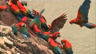 Macaw Breeders Podcast 11 [upl. by Nyliahs]