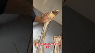 lower limb live specimen youtube viral shorts feed video [upl. by Schulze]