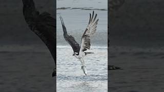 Osprey flies right at camera and grabs a huge fish [upl. by Lyrehc]