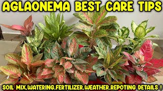 Aglaonema plant care fertilizer repotting soil mix water requirements valentine aglaonema [upl. by Ibmab]