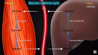 Gluconeogenesis metabolic pathway and regulation  Animated medical biochemistry [upl. by Lua625]